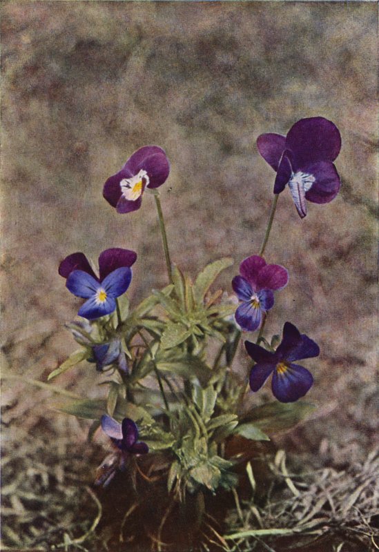 Vilda blommor: Heartsease (färgfoto) av Charles Essenhigh Corke