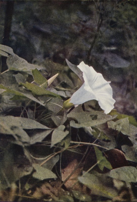 Vilda blommor: Hedge Convolvulus (färgfoto) av Charles Essenhigh Corke