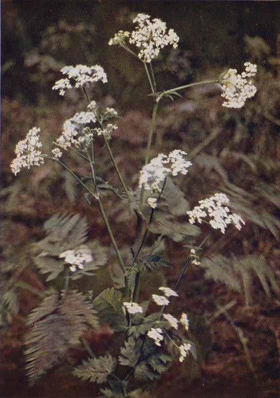 Vilda blommor: Hedge Persilja (färgfoto) av Charles Essenhigh Corke