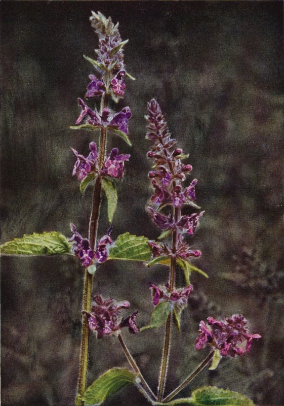 Vilda blommor: Hedge Stachys (färgfoto) av Charles Essenhigh Corke