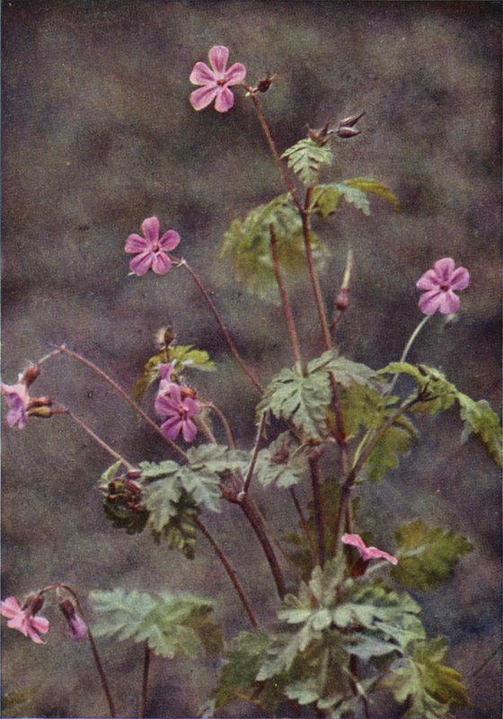 Vilda blommor: Herb Robert (färgfoto) av Charles Essenhigh Corke