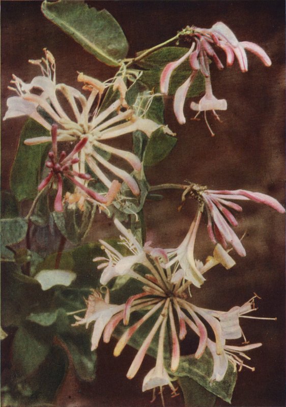 Vilda blommor: Kaprifol (färgfoto) av Charles Essenhigh Corke