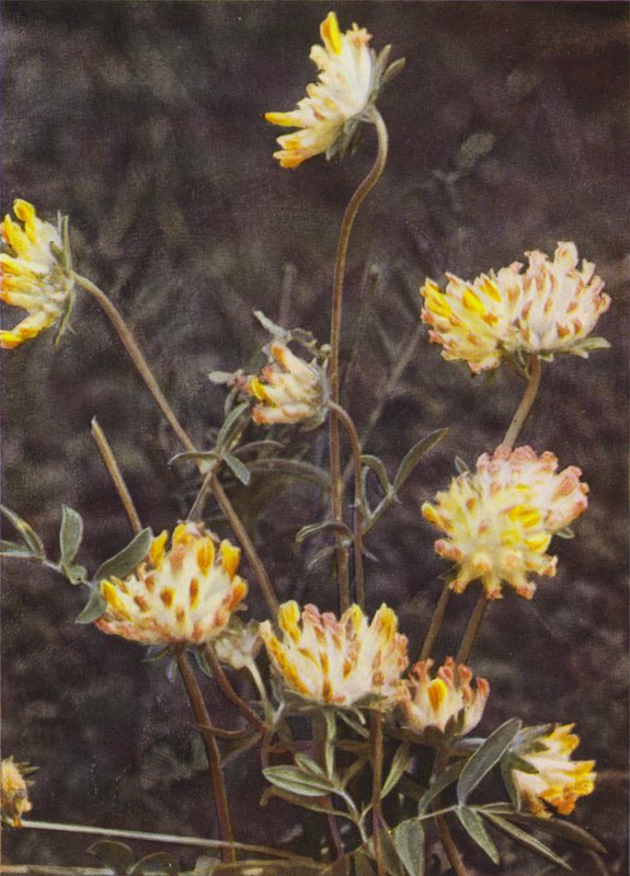 Vilda blommor: Kidney Vicker (färgfoto) av Charles Essenhigh Corke