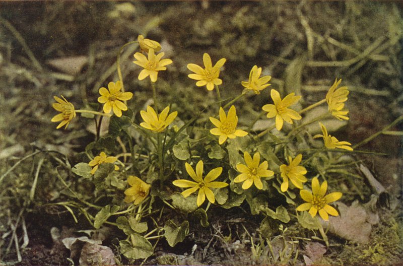 Vilda blommor: Lesser Celandine (färgfoto) av Charles Essenhigh Corke