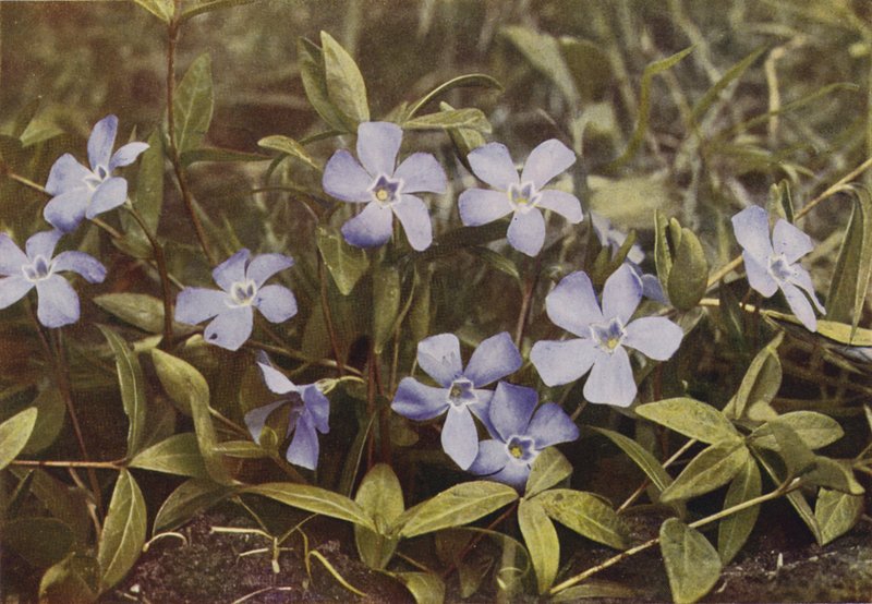 Vilda blommor: Lesser Periwinkle (färgfoto) av Charles Essenhigh Corke