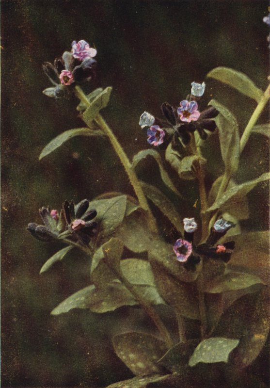 Vilda blommor: Lungört (färgfoto) av Charles Essenhigh Corke