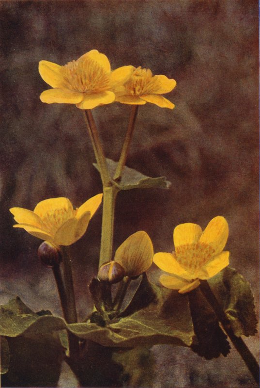 Vilda blommor: Marsh Marigold (färgfoto) av Charles Essenhigh Corke