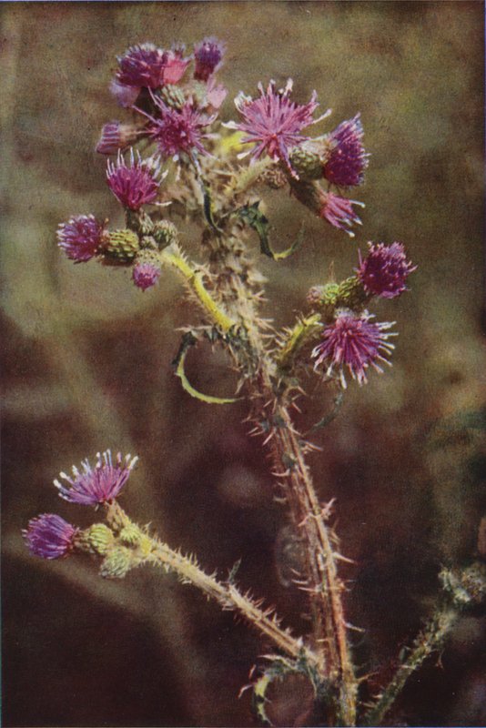 Vilda blommor: Marsh Thistle (färgfoto) av Charles Essenhigh Corke