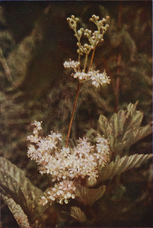 Vilda blommor: Meadow-Sweet (färgfoto) av Charles Essenhigh Corke