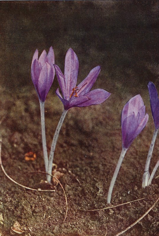 Vilda blommor: Meadow Saffron (färgfoto) av Charles Essenhigh Corke