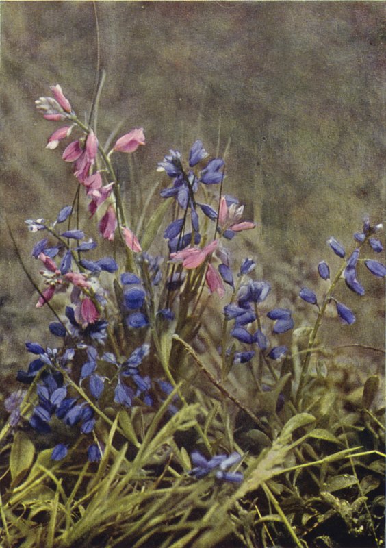 Vilda blommor: Mjölkört (färgfoto) av Charles Essenhigh Corke