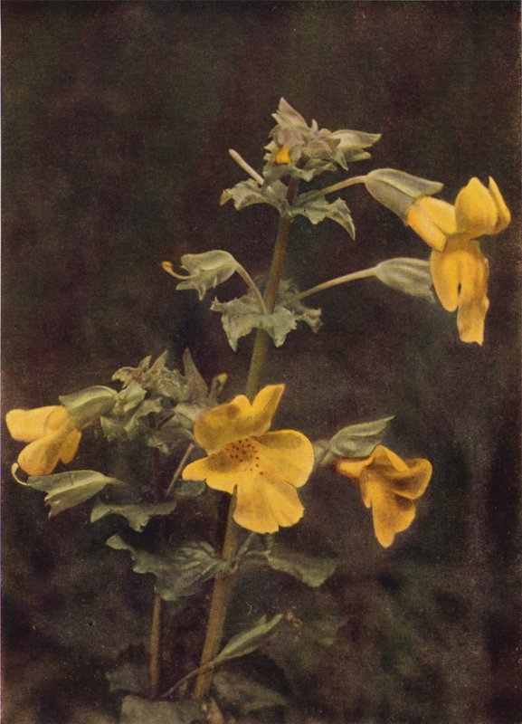 Vilda blommor: Monkey Flower (färgfoto) av Charles Essenhigh Corke
