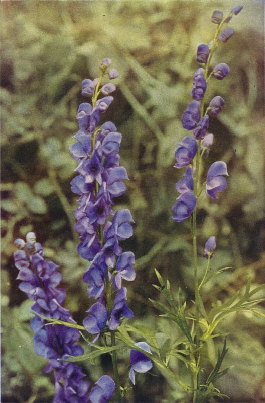 Vilda blommor: Monkshood (färgfoto) av Charles Essenhigh Corke