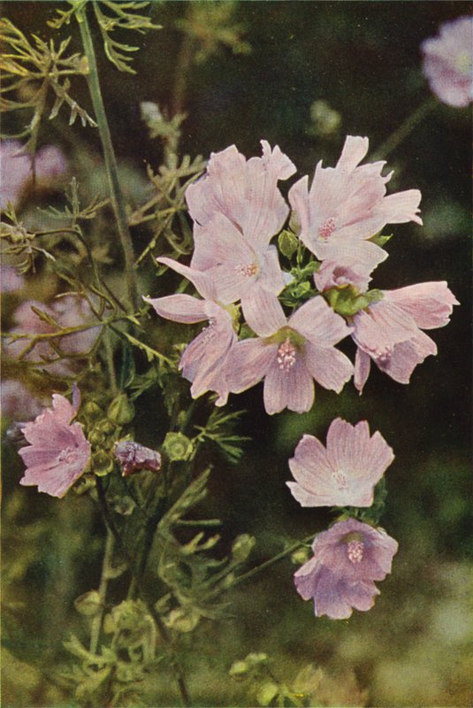 Vilda blommor: Myskmalva (färgfoto) av Charles Essenhigh Corke