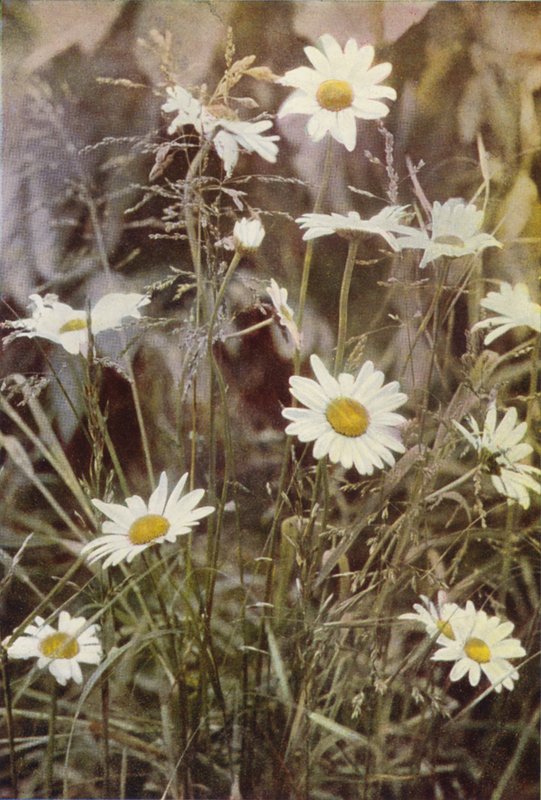 Vilda blommor: Ox-Eye Daisy (färgfoto) av Charles Essenhigh Corke