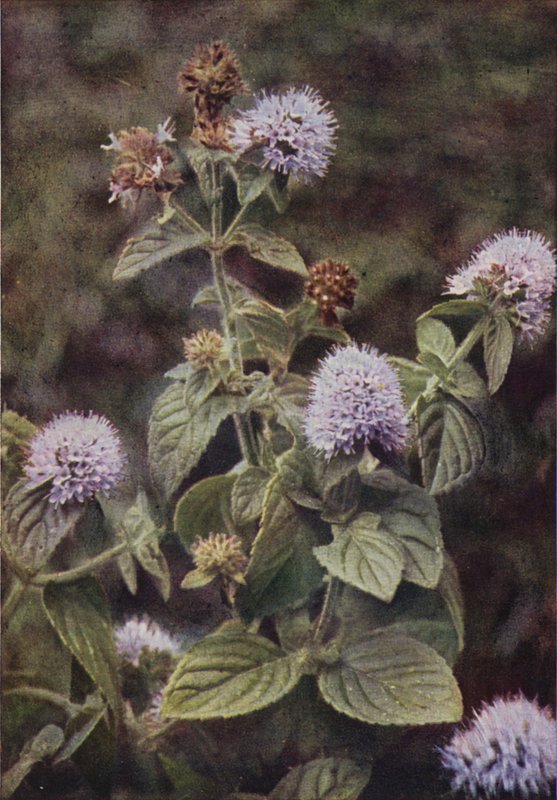 Vilda blommor: Peppar-Mint (färgfoto) av Charles Essenhigh Corke