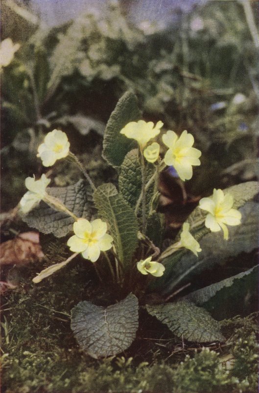 Vilda blommor: Primrose (färgfoto) av Charles Essenhigh Corke