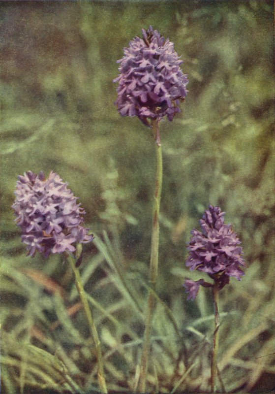 Vilda blommor: Pyramid Orchis (färgfoto) av Charles Essenhigh Corke