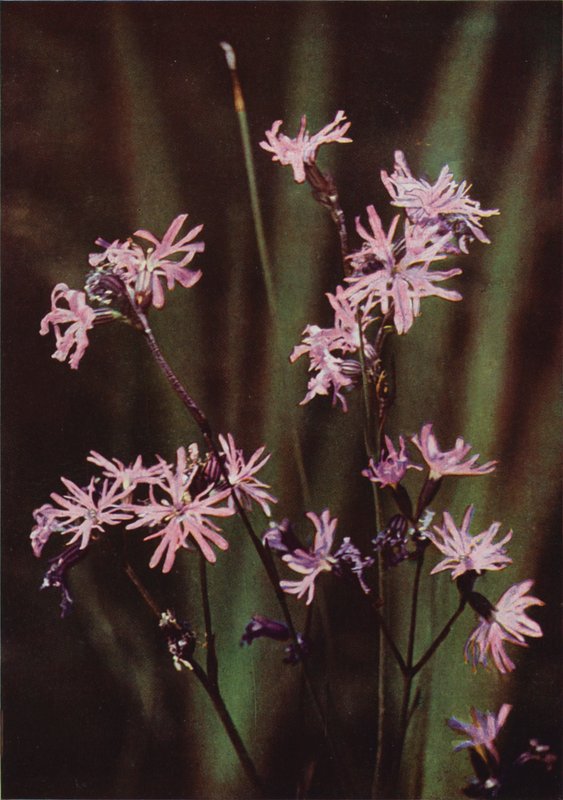 Vilda blommor: Ragged Robin (färgfoto) av Charles Essenhigh Corke