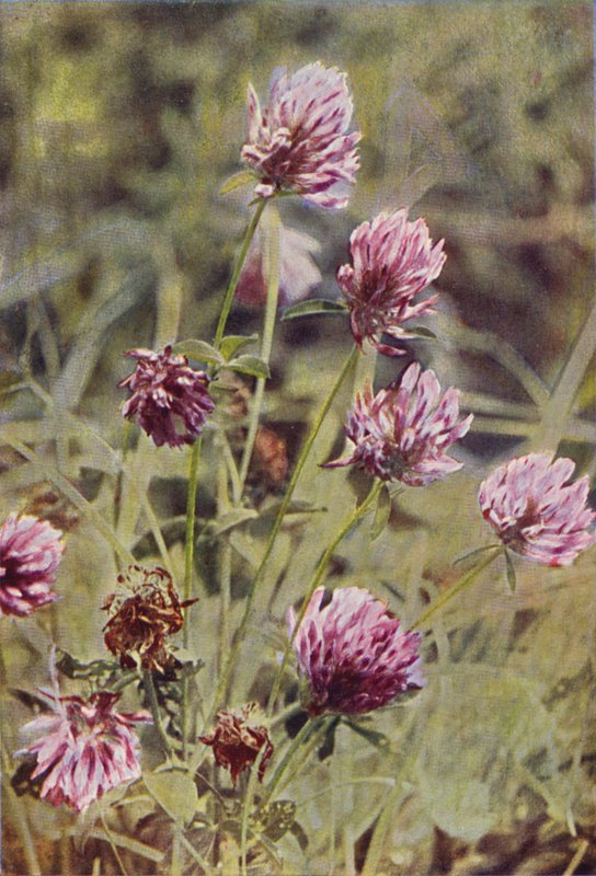 Vilda blommor: Rödklöver (färgfoto) av Charles Essenhigh Corke