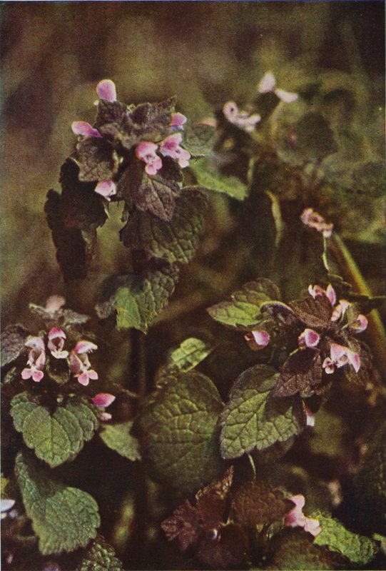 Vilda blommor: Red Dead Nettle (färgfoto) av Charles Essenhigh Corke