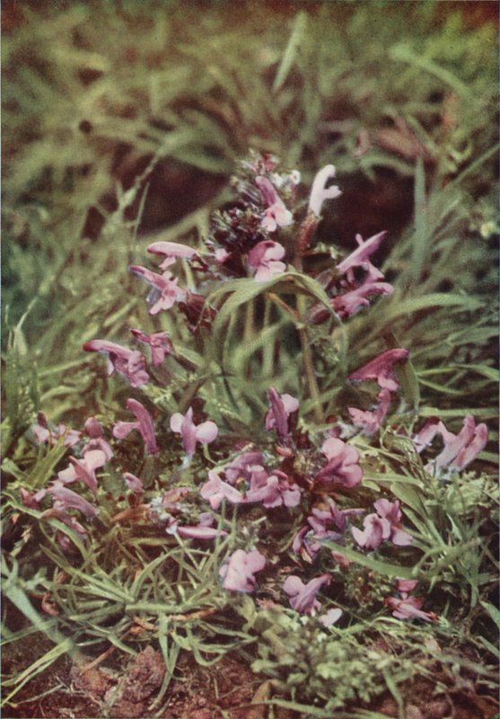 Vilda blommor: Red Rattle (färgfoto) av Charles Essenhigh Corke