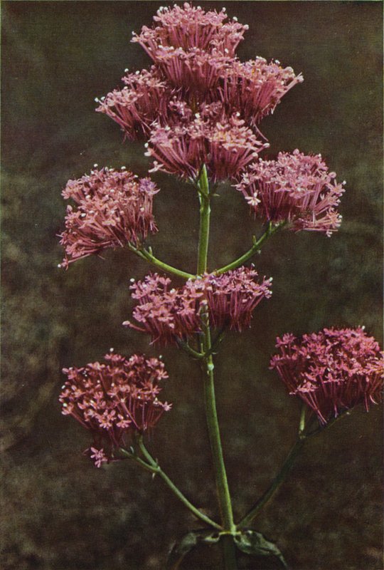 Vilda blommor: Röd Valeriana (färgfoto) av Charles Essenhigh Corke