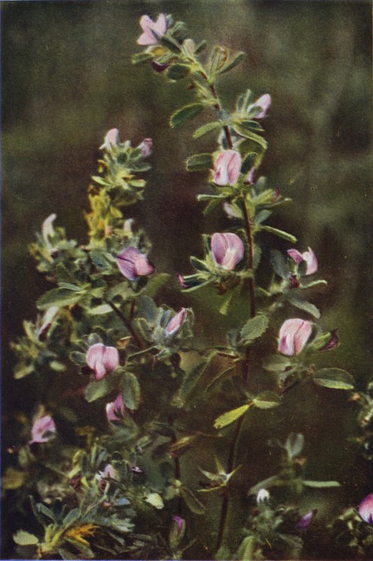 Vilda blommor: vila harrow (färgfoto) av Charles Essenhigh Corke