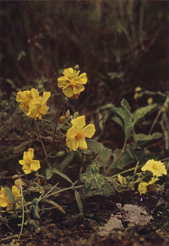 Vilda blommor: Rock Rose (färgfoto) av Charles Essenhigh Corke
