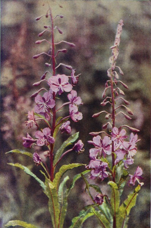 Vilda blommor: Rose-Bay Willow Herb (färgfoto) av Charles Essenhigh Corke