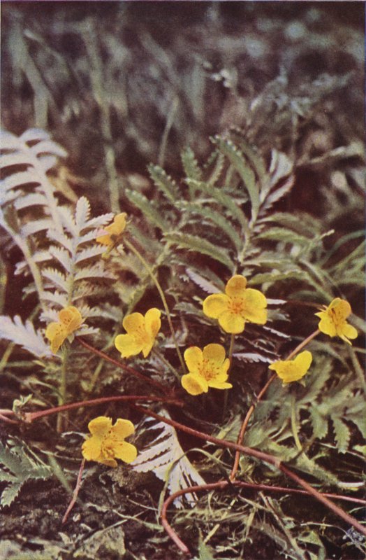 Vilda blommor: Silverweed (färgfoto) av Charles Essenhigh Corke