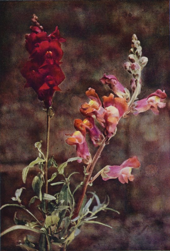 Vilda blommor: Snapdragon (färgfoto) av Charles Essenhigh Corke
