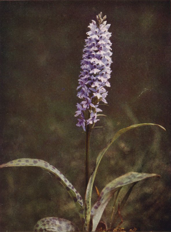 Vilda blommor: Spotted Orchis (färgfoto) av Charles Essenhigh Corke