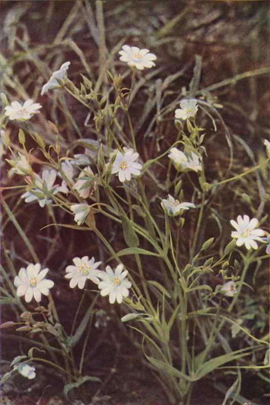Vilda blommor: Stitchwort (färgfoto) av Charles Essenhigh Corke