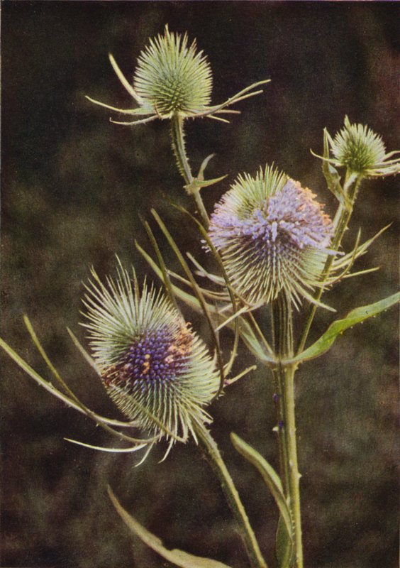 Vilda blommor: Teasel (färgfoto) av Charles Essenhigh Corke