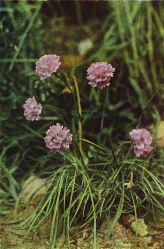 Vilda blommor: Thrift (färgfoto) av Charles Essenhigh Corke