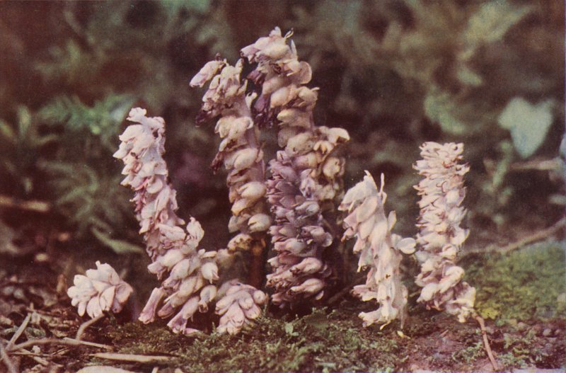 Vilda blommor: Tandört (färgfoto) av Charles Essenhigh Corke