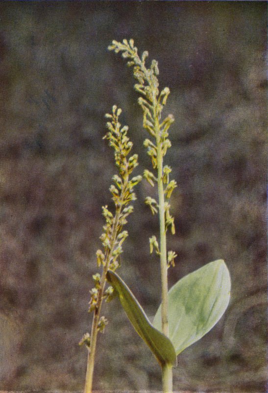 Vilda blommor: Twayblade (färgfoto) av Charles Essenhigh Corke