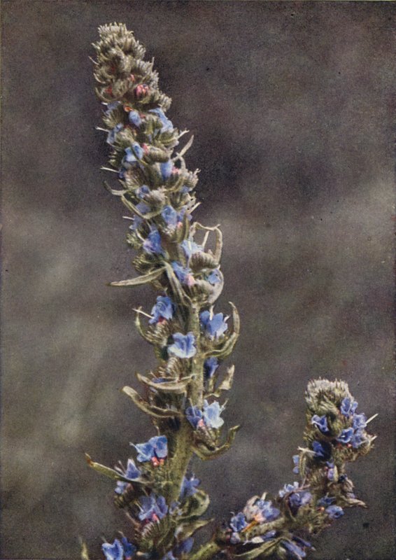 Vilda blommor: Viper