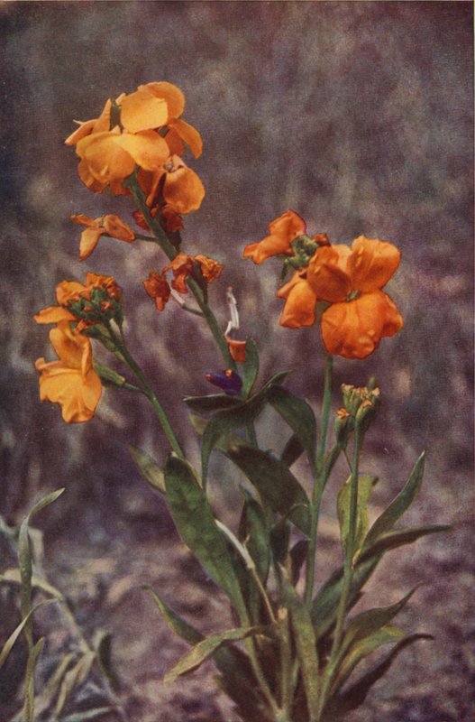 Vilda blommor: Wallflower (färgfoto) av Charles Essenhigh Corke
