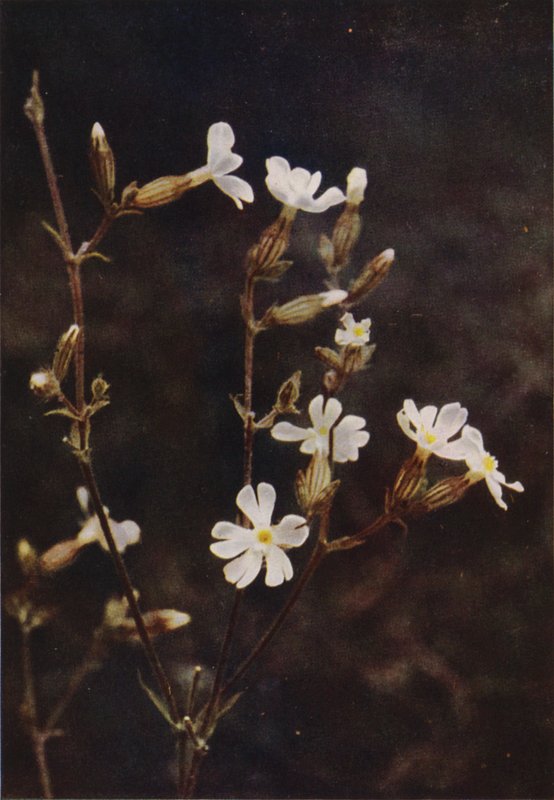 Vilda blommor: White Campion (färgfoto) av Charles Essenhigh Corke