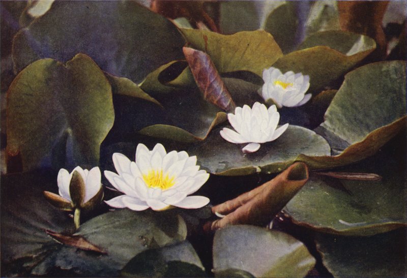 Vilda blommor: Vit näckros (färgfoto) av Charles Essenhigh Corke