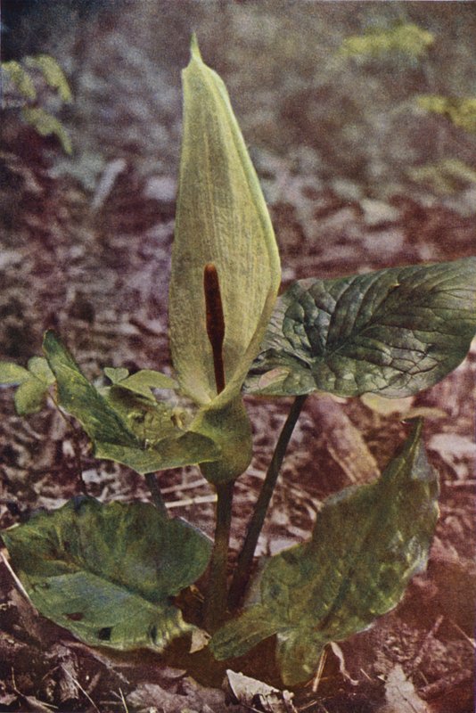 Vilda blommor: Wild Arum (färgfoto) av Charles Essenhigh Corke