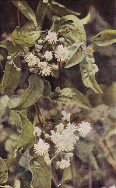Vilda blommor: Wild Clematis (färgfoto) av Charles Essenhigh Corke