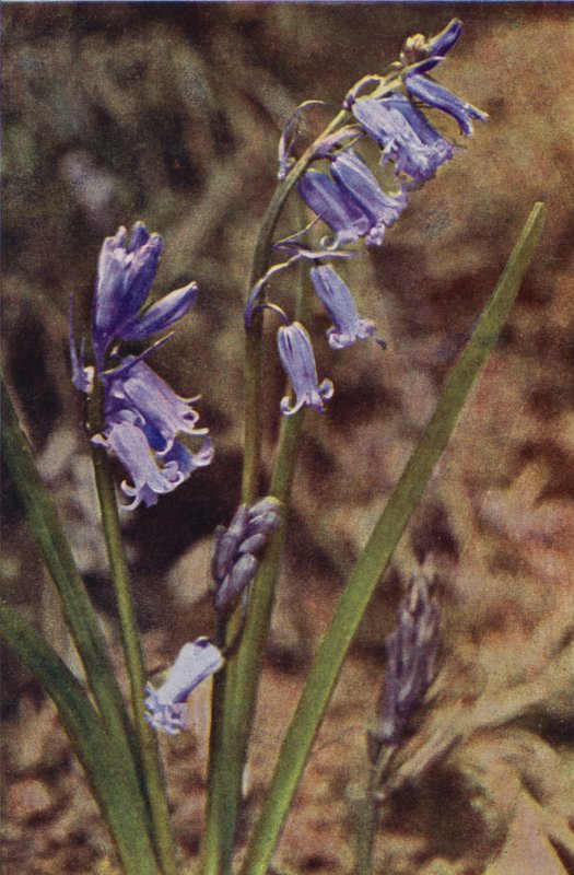 Vilda blommor: Wild Hyacinth (färgfoto) av Charles Essenhigh Corke