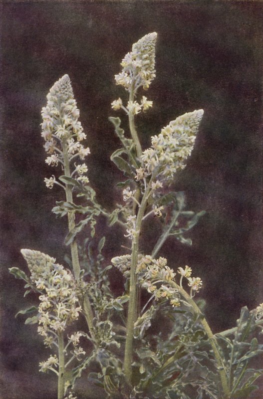 Vilda blommor: Wild Mignonette (färgfoto) av Charles Essenhigh Corke