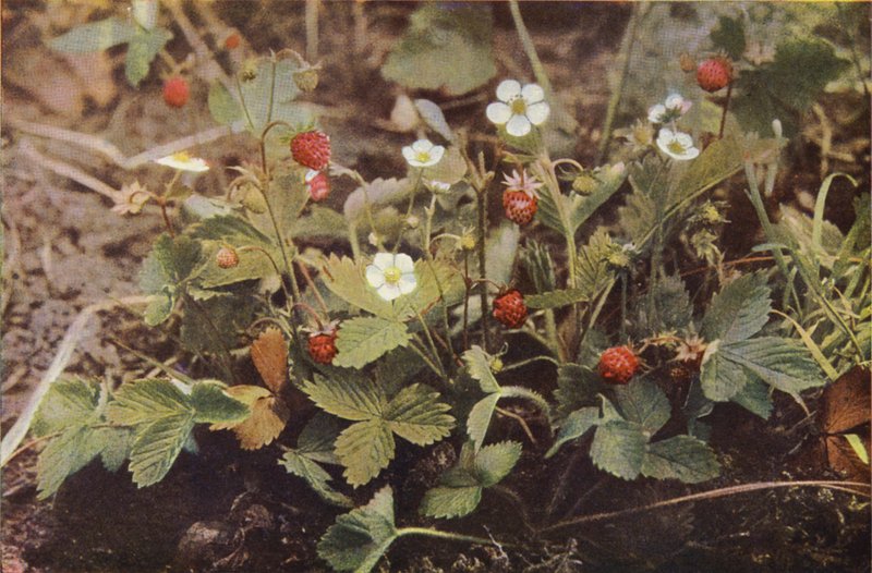Vilda blommor: Wild Strawberry (färgfoto) av Charles Essenhigh Corke