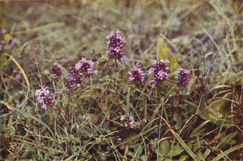 Vilda blommor: Vild Timjan (färgfoto) av Charles Essenhigh Corke