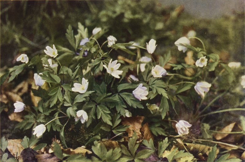 Vilda blommor: Anemone (färgfoto) av Charles Essenhigh Corke