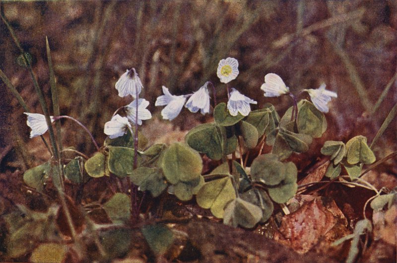 Vilda blommor: Wood Sorrel (färgfoto) av Charles Essenhigh Corke